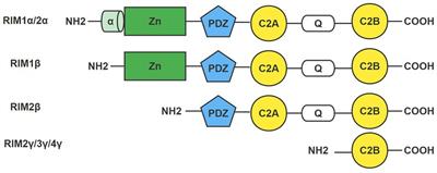 The role of RIM in neurotransmitter release: promotion of synaptic vesicle docking, priming, and fusion